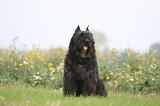 BOUVIER DES FLANDRES 389